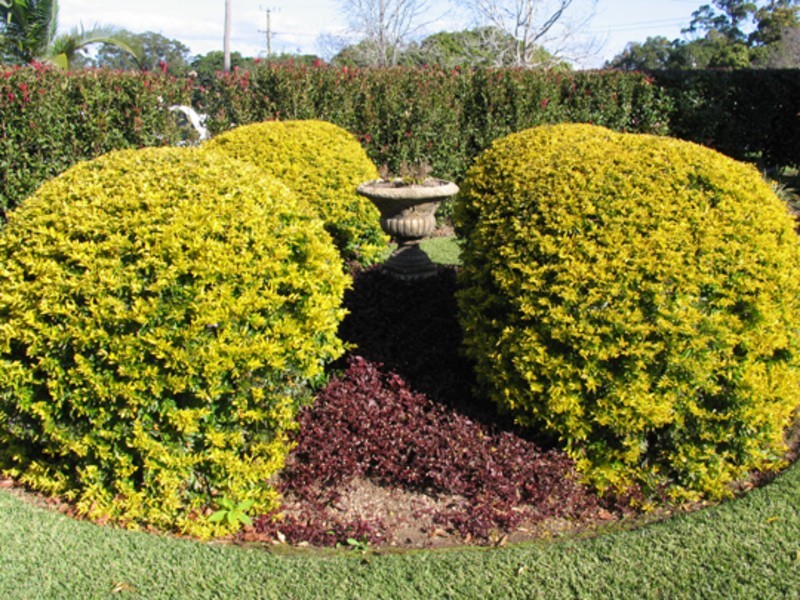 Moorland NSW 2443