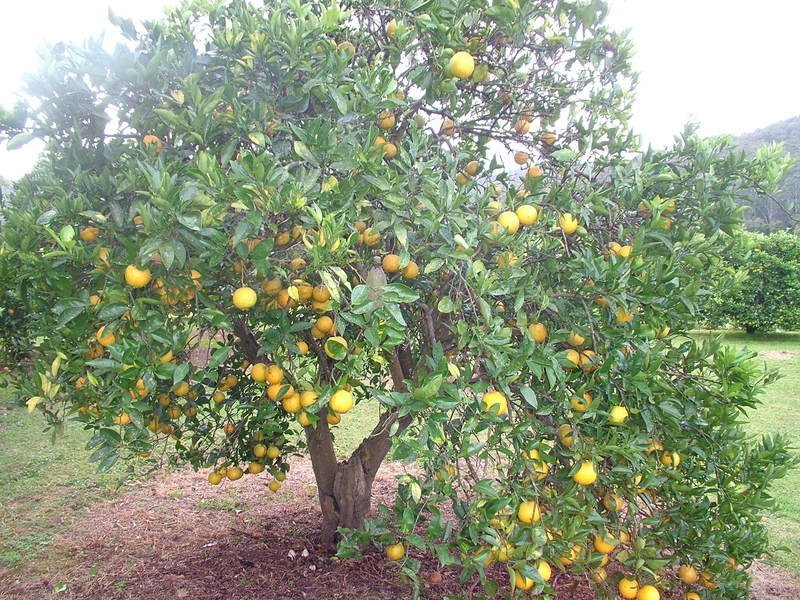 Wyong Creek NSW 2259