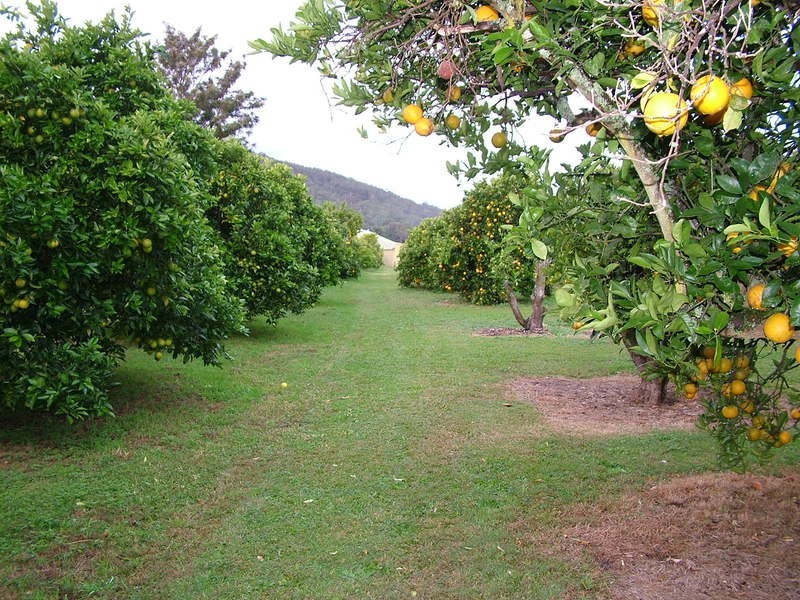 Wyong Creek NSW 2259