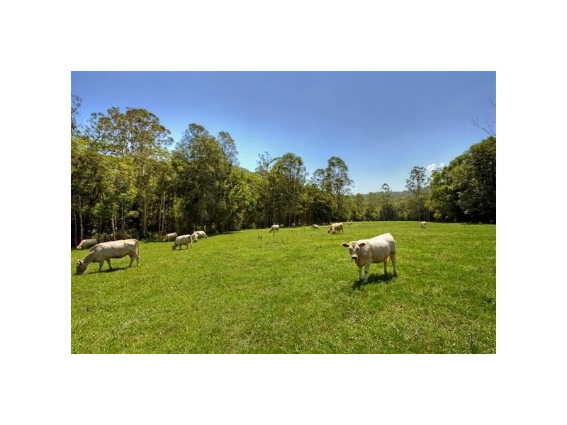 28 Macadamia Lane, Yarramalong NSW 2259