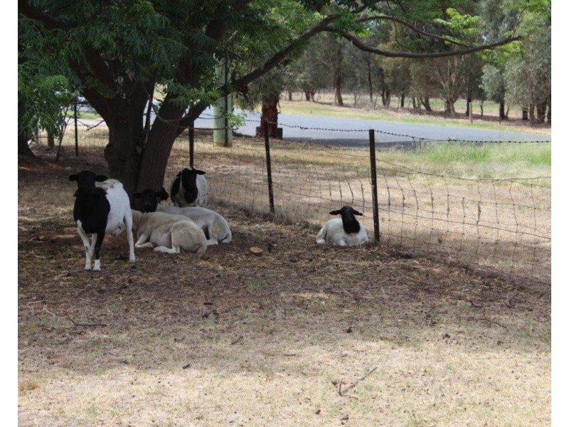 16 Cooramin Street, Cartwrights Hill NSW 2650