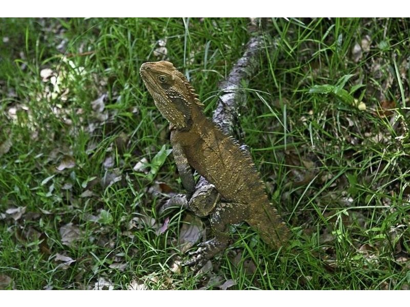 2/87 Oak Road, Matcham NSW 2250