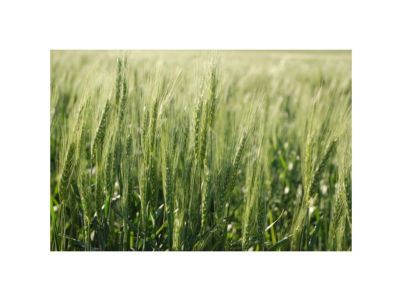 1050 Talwood Road, Meandarra QLD 4422