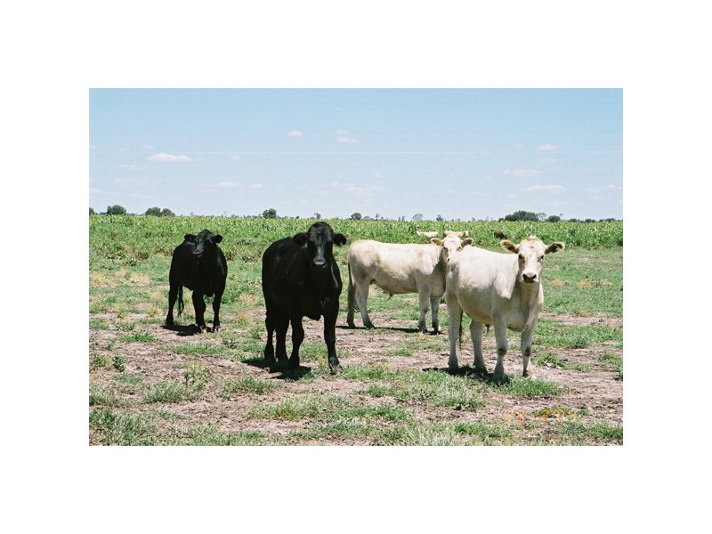 1050 Talwood Road, Meandarra QLD 4422