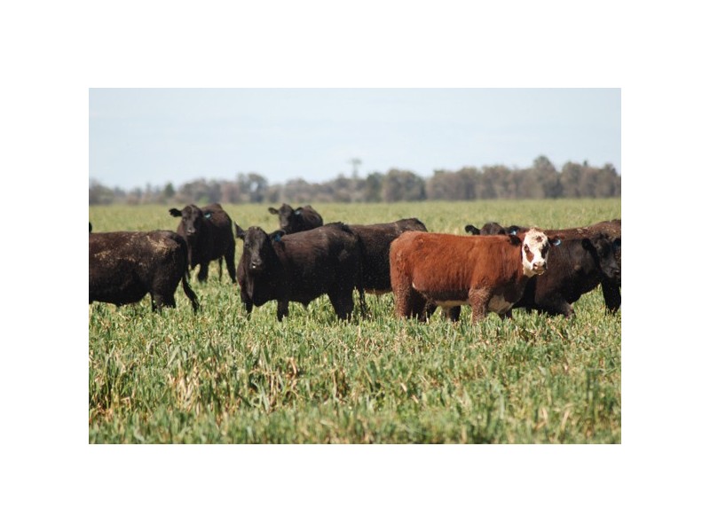 1050 Talwood Road, Meandarra QLD 4422