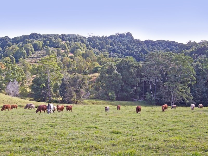 Lot 3/370 Urliup Road, Bilambil NSW 2486