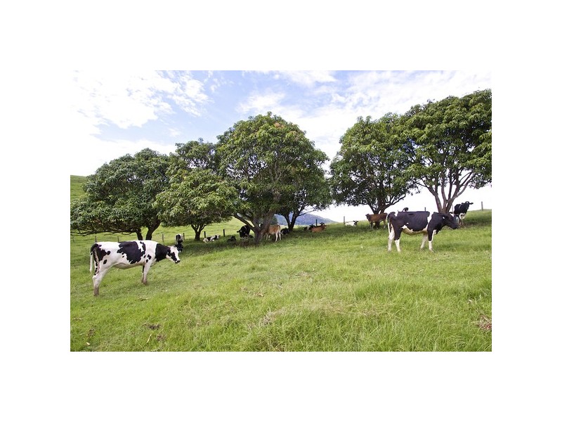 108 Old Lismore Road, Murwillumbah NSW 2484