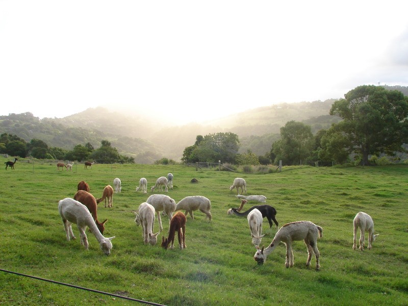 216 Carool Road, Bilambil NSW 2486