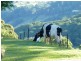 198 Mcauleys Road, Terranora NSW 2486