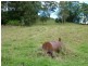 198 Mcauleys Road, Terranora NSW 2486