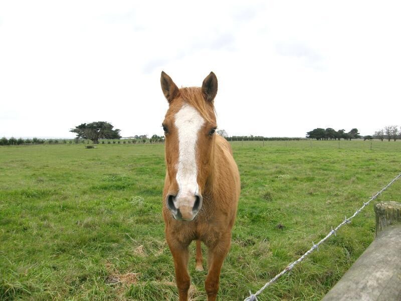 Koo Wee Rup VIC 3981