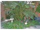 96 Helmsman Boulevard, St Huberts Island NSW 2257