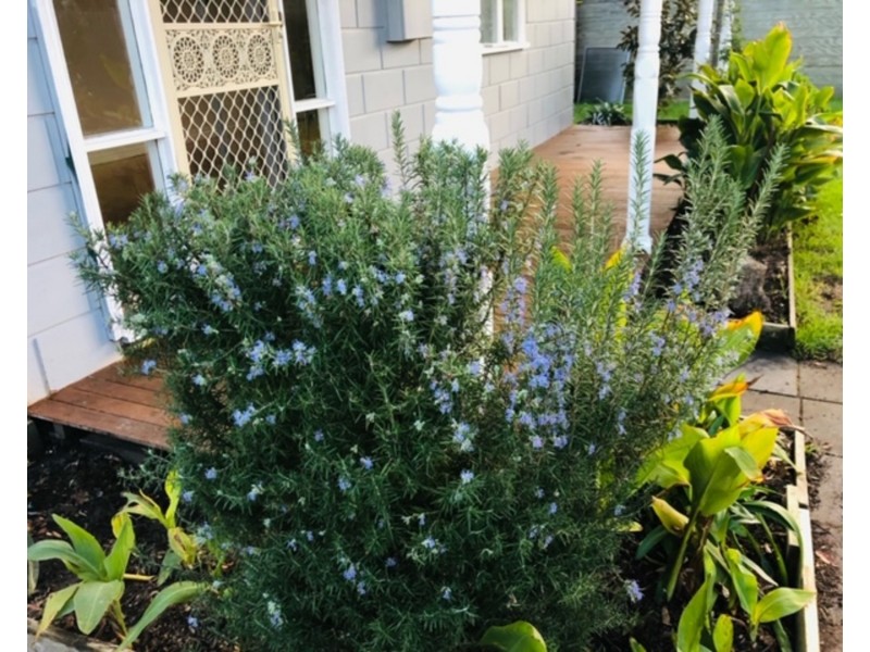 13 Neville Avenue, Seaford VIC 3198