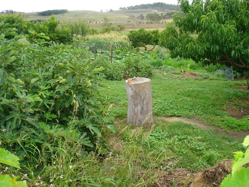 Evans Plains NSW 2795