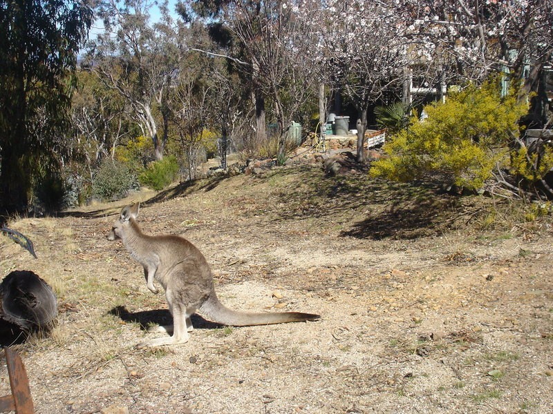 Peel NSW 2795