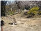 Peel NSW 2795