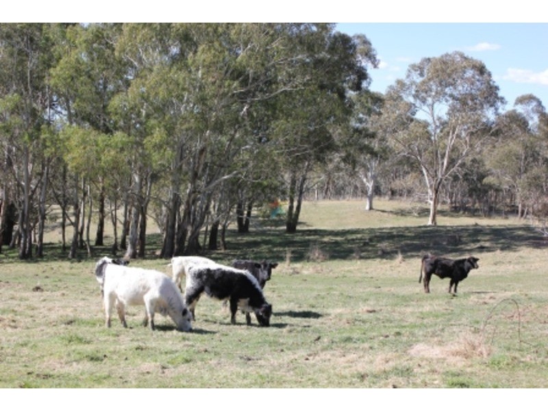 “Speckle Park” Range Road, Meadow Flat NSW 2795