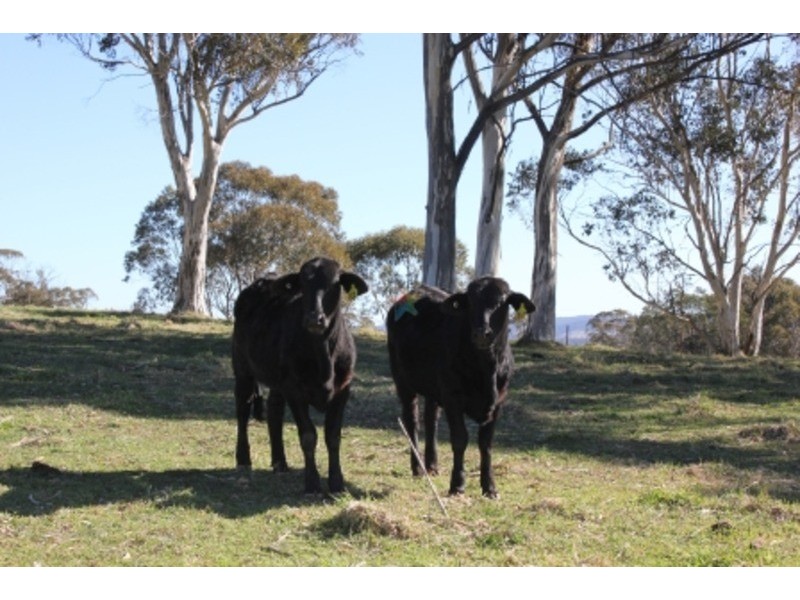 “Speckle Park” Range Road, Meadow Flat NSW 2795