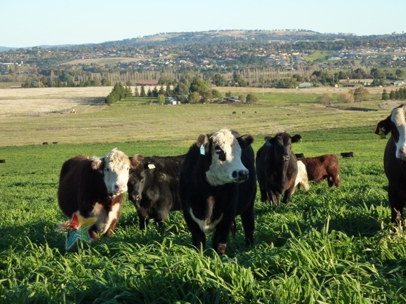 458 Eleven Mile Drive, Bathurst NSW 2795