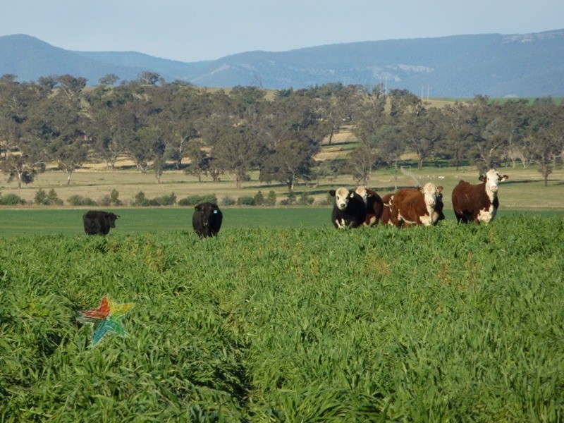 458 Eleven Mile Drive, Bathurst NSW 2795