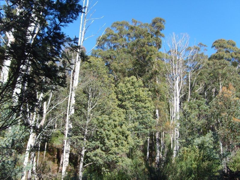 349 Ginns Road, Birralee TAS 7303