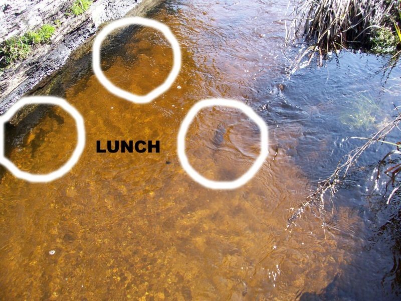 1658 Upper Esk  Road, Upper Esk TAS 7214