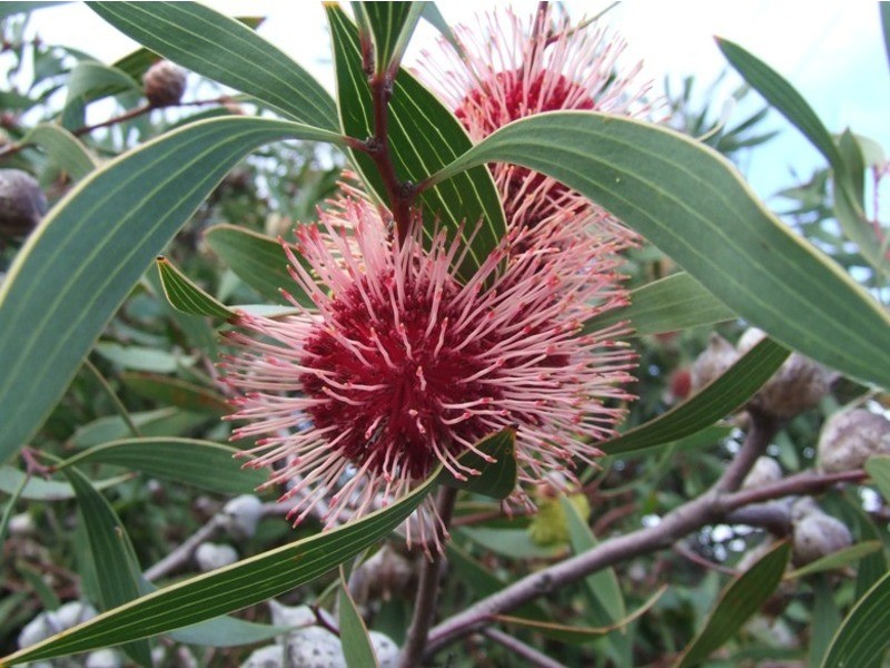 19 Phillip Island Road, Newhaven VIC 3925