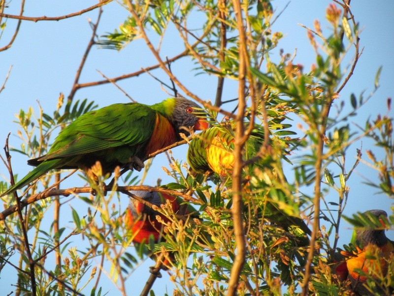 23 Seesburg Street, Cape Woolamai VIC 3925