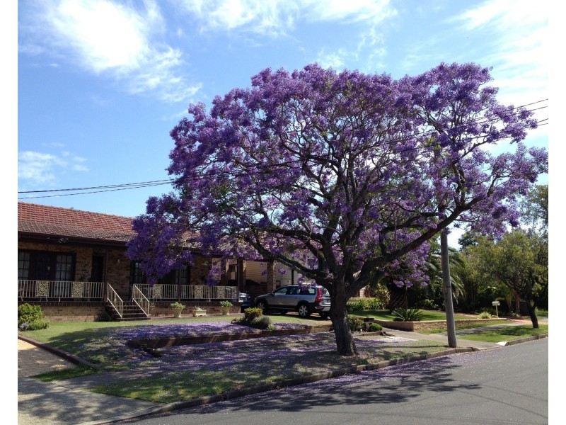 36 Napoli Street, Padstow NSW 2211