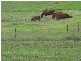 Box Hill NSW 2765