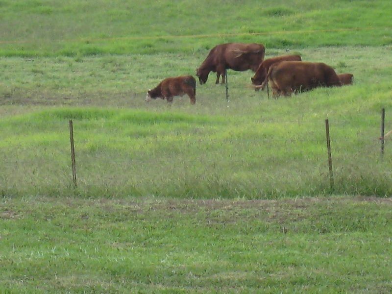 Box Hill NSW 2765