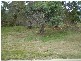 21 Neubeck Street, Lidsdale NSW 2790