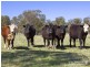 Armidale NSW 2350