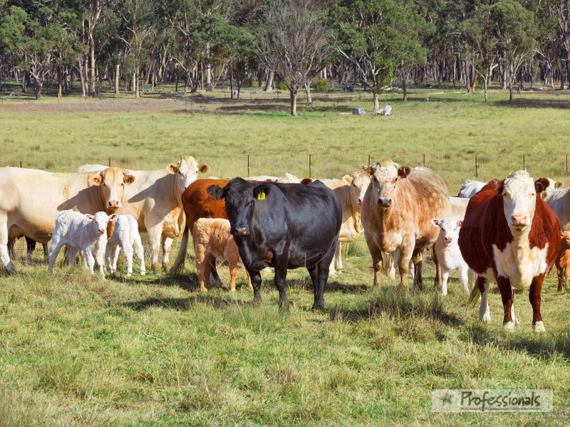 1352 Rockvale Road, Armidale NSW 2350