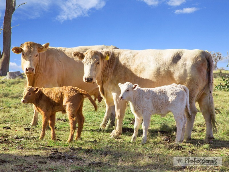 1352 Rockvale Road, Armidale NSW 2350