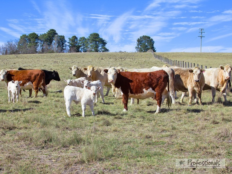 1352 Rockvale Road, Armidale NSW 2350