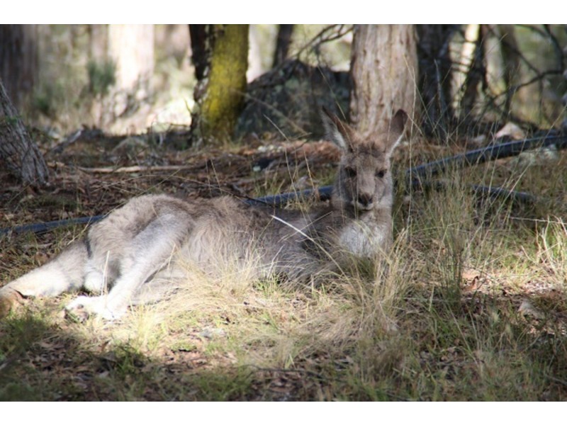 33 Middle farm Road, Armidale NSW 2350