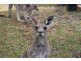 33 Middle farm Road, Armidale NSW 2350