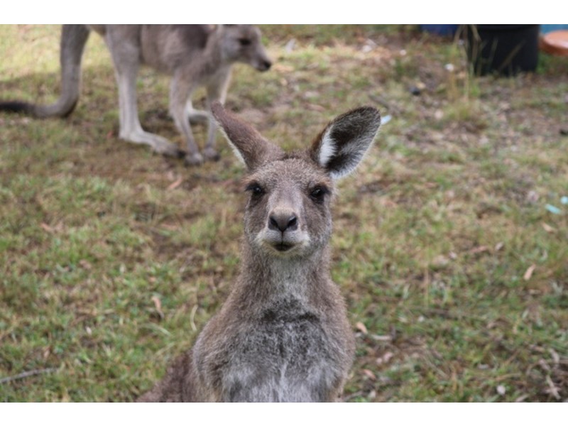 33 Middle farm Road, Armidale NSW 2350