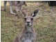 33 Middle farm Road, Armidale NSW 2350
