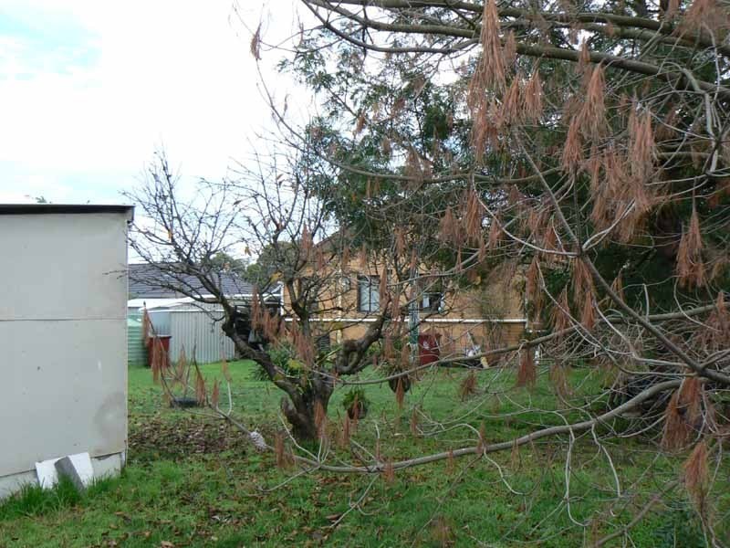 15 Menzies Avenue, Dandenong North VIC 3175