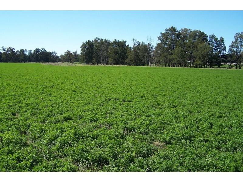 “Iona” Willow Tree, Willow Tree NSW 2339