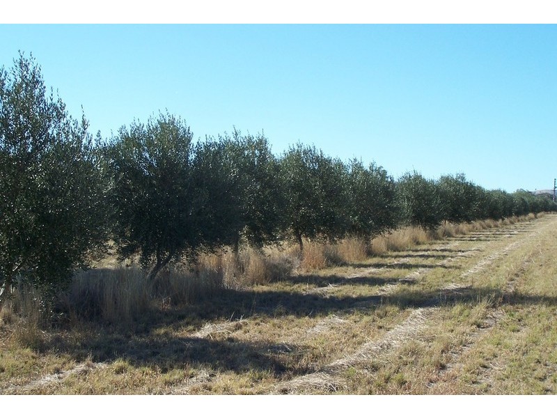 900 Manilla Road, Hallsville NSW 2340