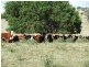 Babinboon Babinboon Lane, Somerton NSW 2340