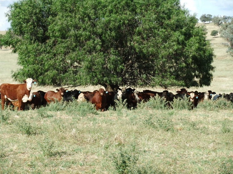 Babinboon Babinboon Lane, Somerton NSW 2340