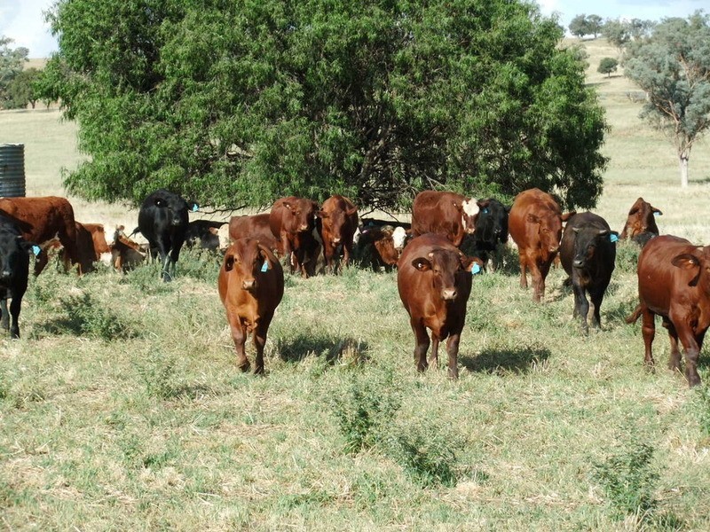 Babinboon Babinboon Lane, Somerton NSW 2340