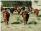 Babinboon Babinboon Lane, Somerton NSW 2340