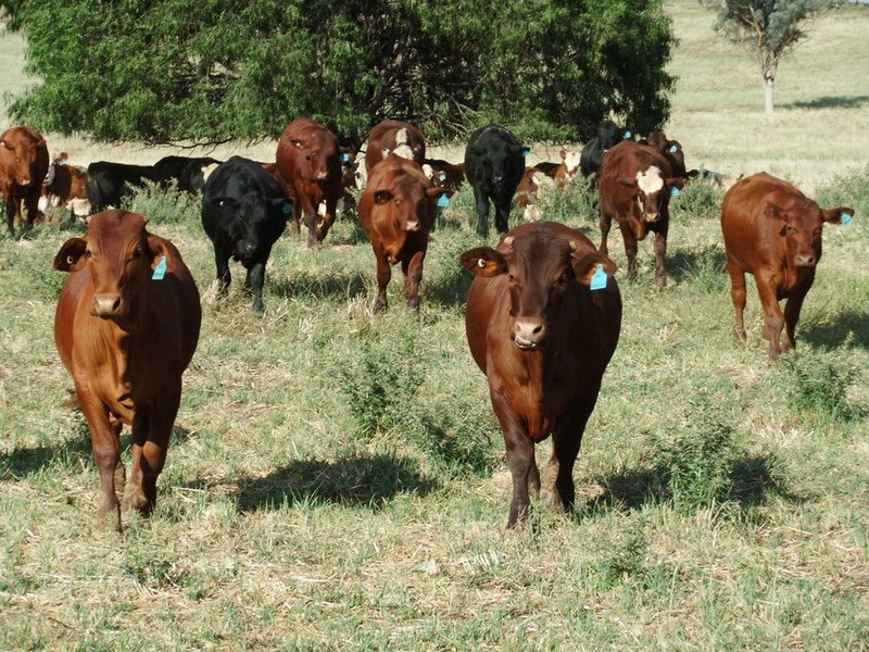 Babinboon Babinboon Lane, Somerton NSW 2340