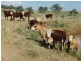 Babinboon Babinboon Lane, Somerton NSW 2340