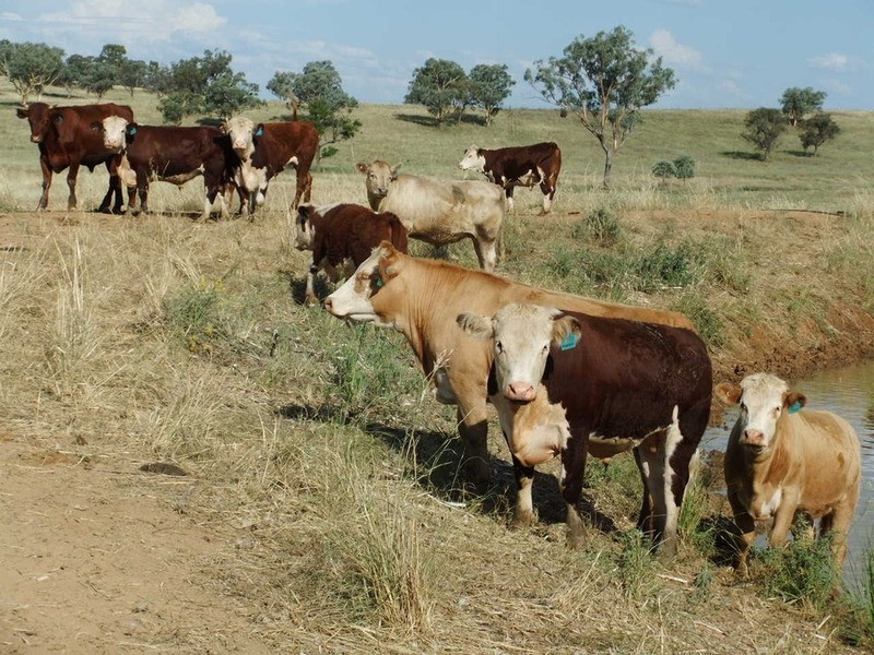 Babinboon Babinboon Lane, Somerton NSW 2340
